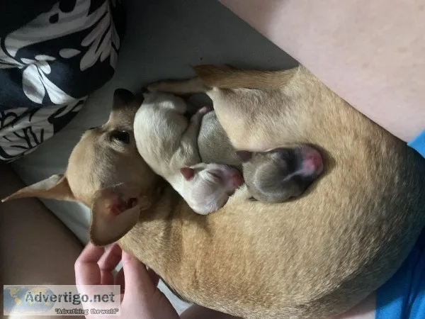 Chihuahua puppies