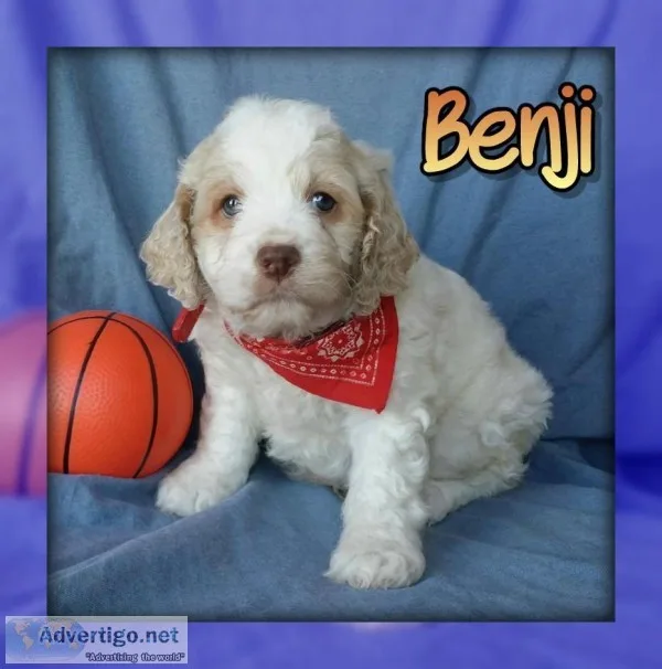 Benji Male Cockapoo