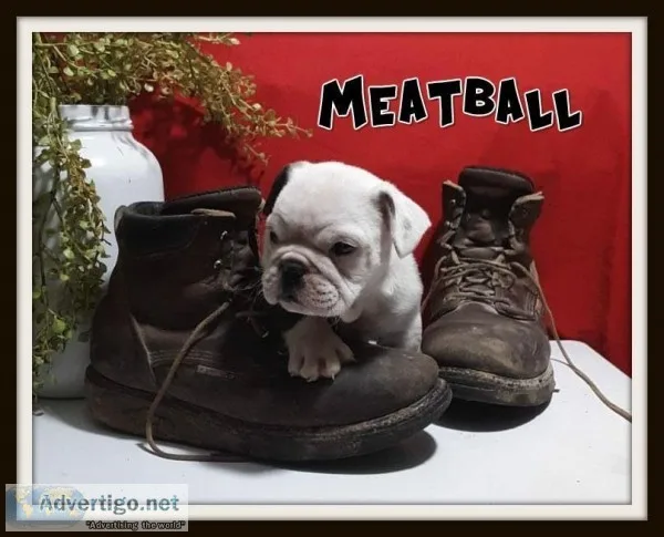 Meatball Male English Puggle