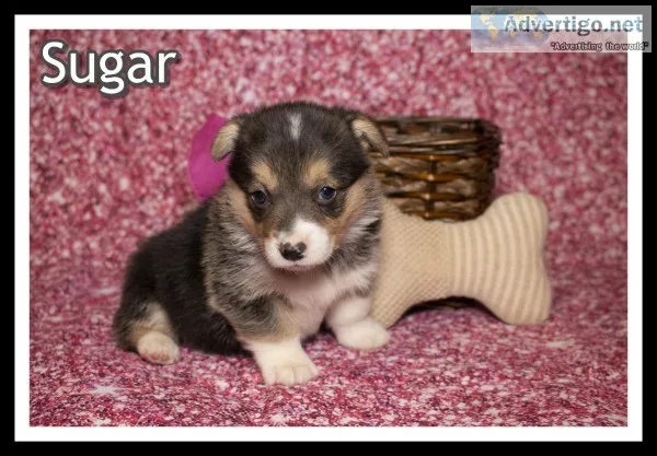 Suger Female Corgi