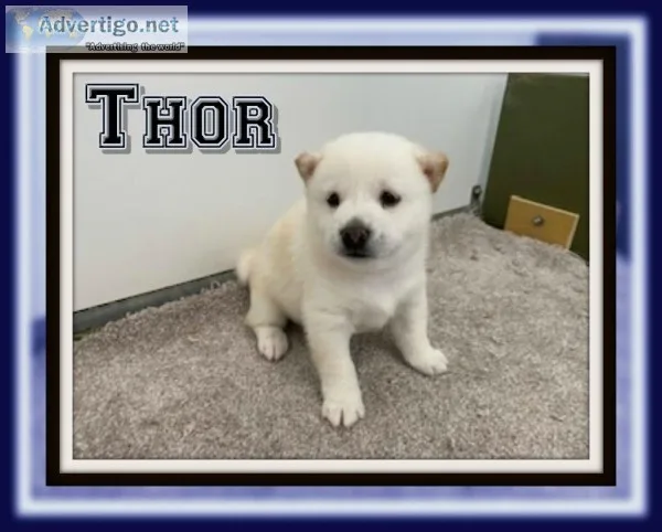 Thor Male AKC Shiba Inu