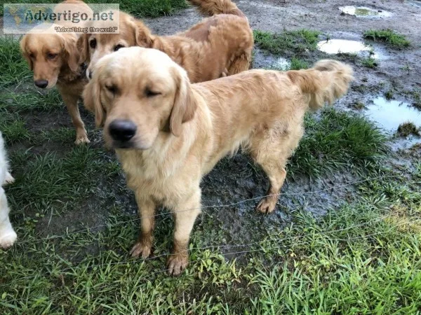 AKC GOLDEN RETRIEVER PUPPIES