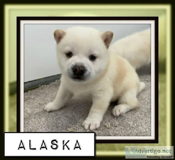 Alaska Male AKC Shiba Inu