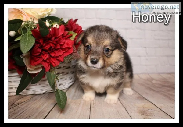 Honey Female Corgi