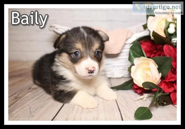 Baily Female Corgi