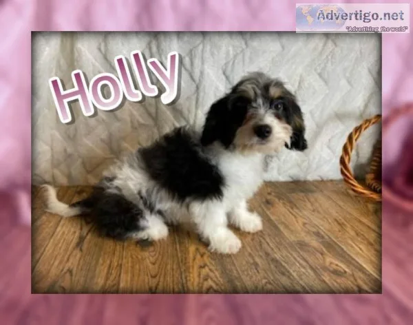 Holly Female Cavachon