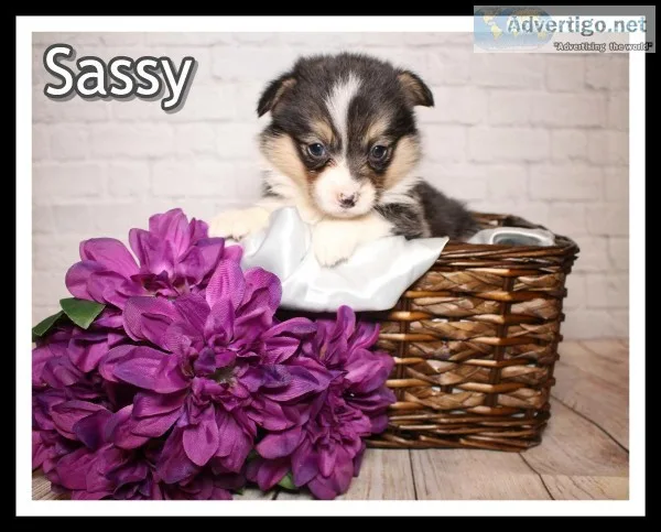 Sassy Female Corgi