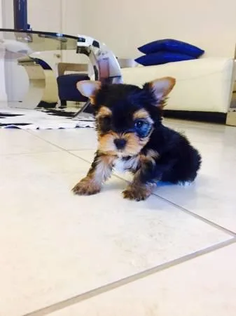 Yorkie puppy male 9 weeks old Male