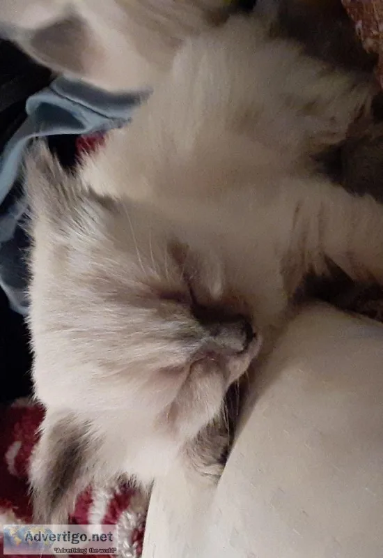 Siamese mix kittens