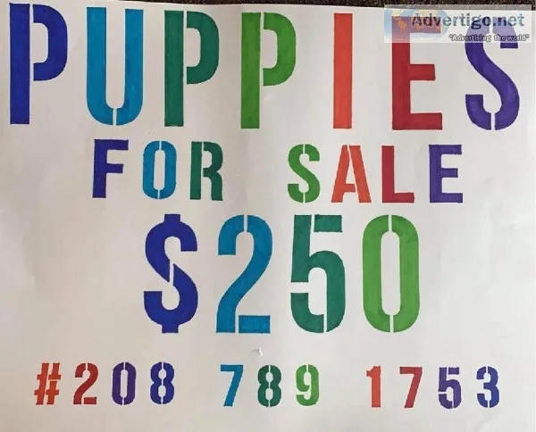 Puppies