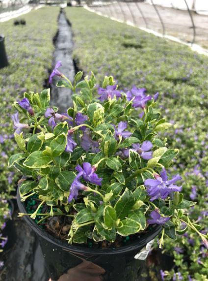 Buy Vinca minor Ralph Shugert Periwinkle Plant - 1 Gallon