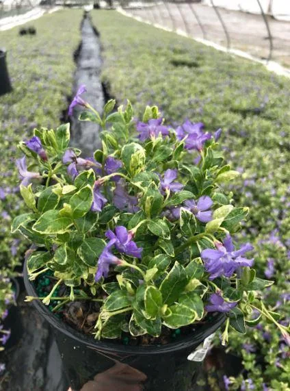 Buy Vinca minor Ralph Shugert Periwinkle Plant - 1 Gallon