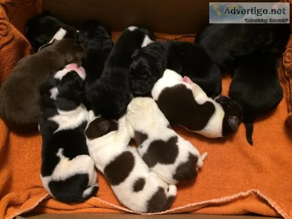 Newfoundland Puppies