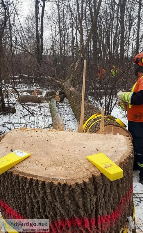 Tree removal service in whitby