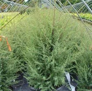 Gnom Juniper Shrub for Sale - 3 Gallon Pot Online
