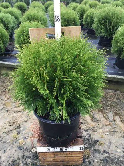 Purchase Globe Arborvitae Tree - 3 Gallon Pot