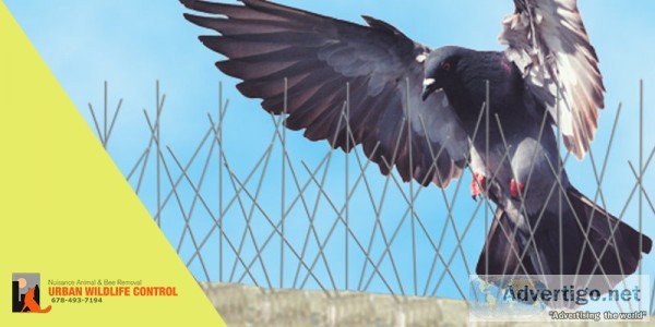 Best Birds Control Company in Atlanta