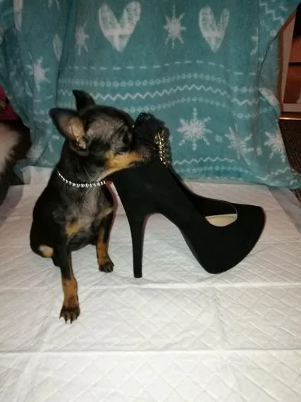tinny Pinscher girl