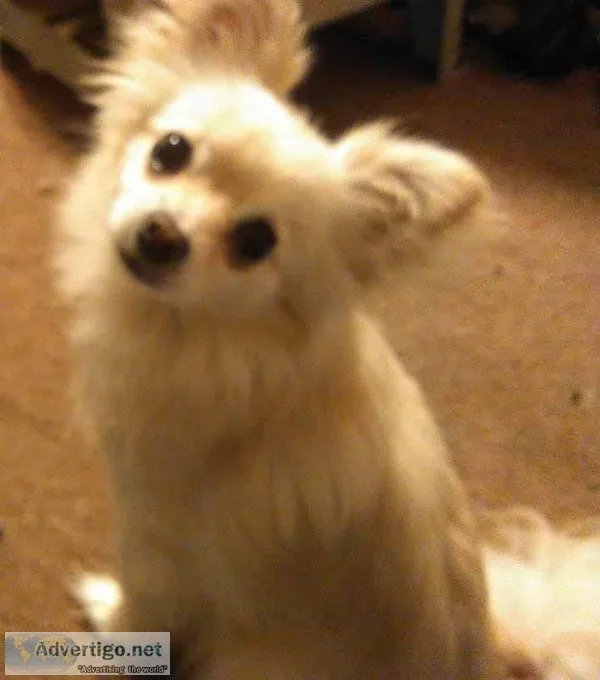 Lost Emotional support animal