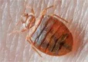 Pest Control Vancouver