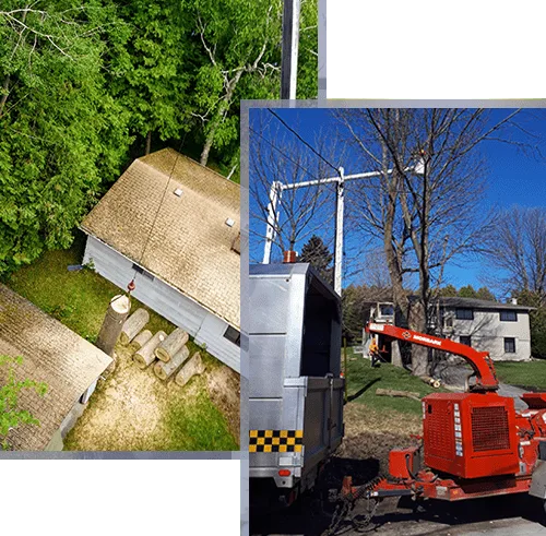 Tree removal service in Oshawa