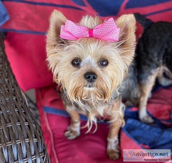 Cute Yorkie puppies