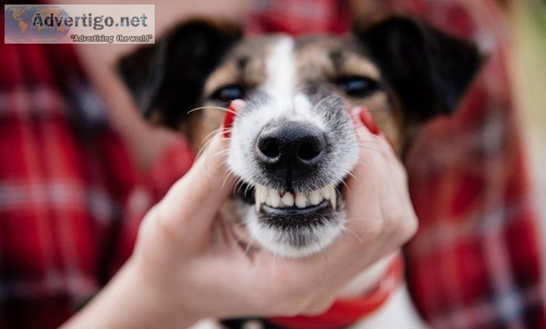 Take Care of Your Pet s Dental Health