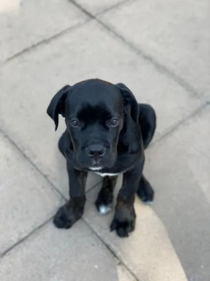 Playfull Cane corso puppies for sale to good homes