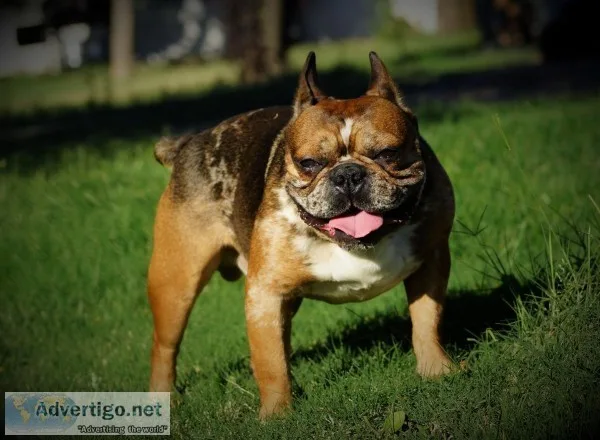 French Bulldog Stud Service