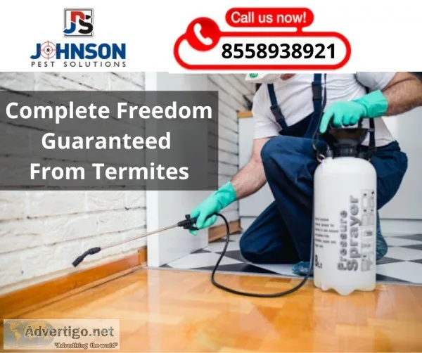 Termite control treatment in Zirakpur