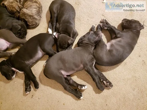 Great dane Cane Corso Mastiffs puppies
