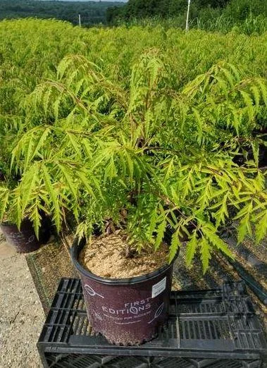 Rhus Tiger Eyes Sumac Tree for Sale - 3 Gallon