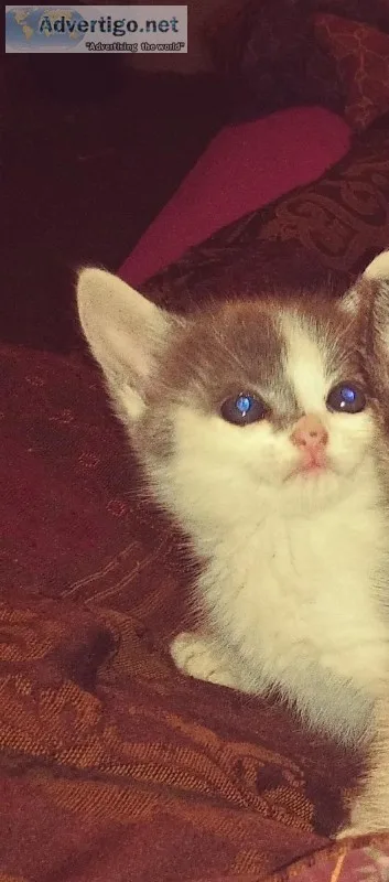 Kittens