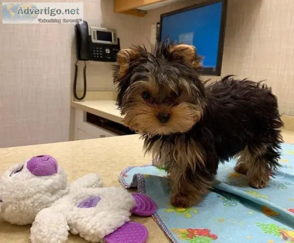 yorkie puppies need a home