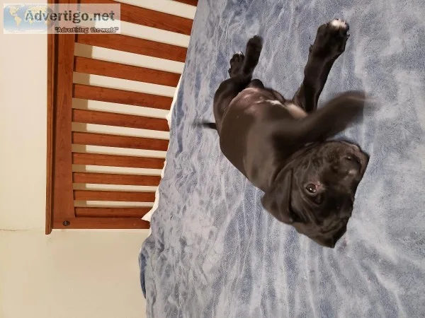 Great dane  Cane Corso Mastiffs puppies