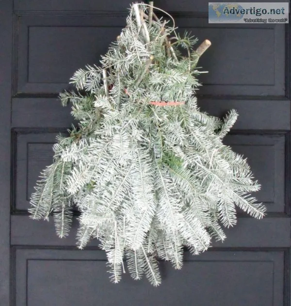 Purchase Snow-Tipped Fraser Fir Live Greens - 2 Lbs.