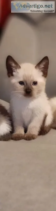 Siamese kitten