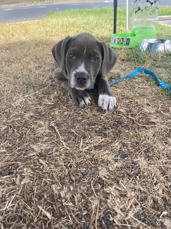 Playfull Cane corso puppies for sale to good homes