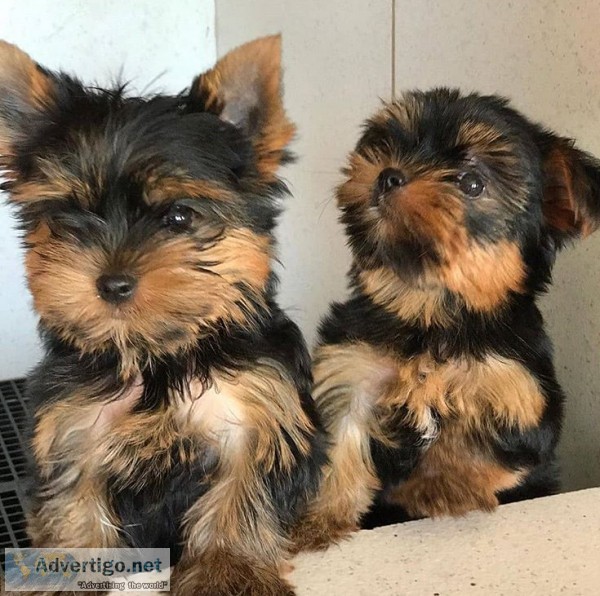 Cute Yorkie puppies