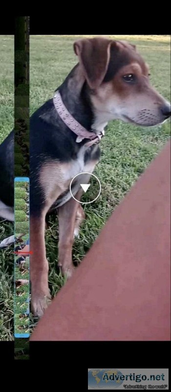 Lost German Sheperd