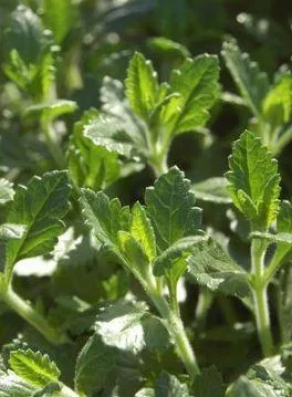 Purchase Germander Herb Plant - 1 Gallon Pot Online