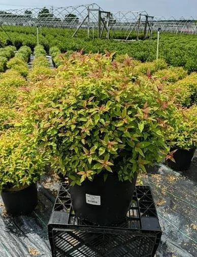 Purchase Gold Flame Spirea - 3 Gallon Pot Online