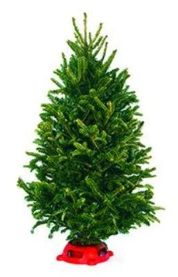 Buy Fresh Cut Fraser Fir Table Top Christmas Tree - 36-48&quot I