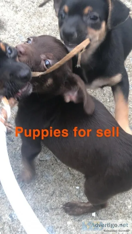 Puppies
