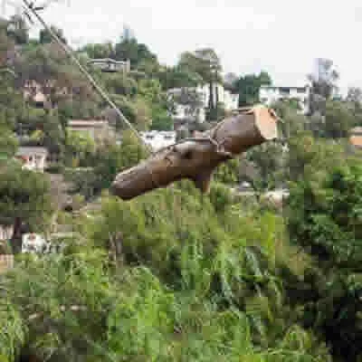 Tree Service in Rosemont