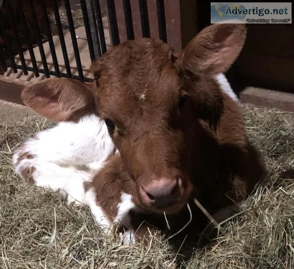 4 week  Guernsey bull