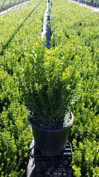 Buy Baby Gem Boxwood Shrub - 3 Gallon Pot Online