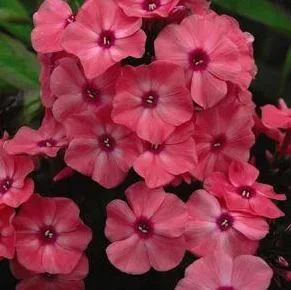 Buy Phlox paniculata Coral Creme Drop&trade - 2 Gallon