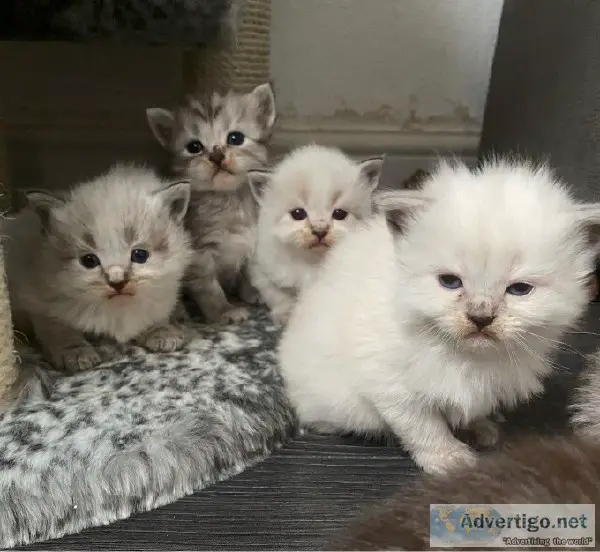 Chinchilla Persian X Siberian Kittens Girls Only