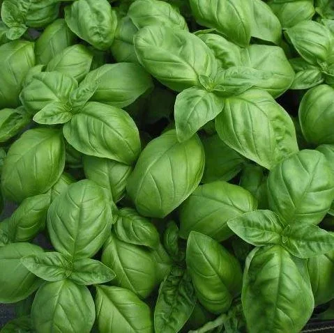 Buy Sweet Italian Basil Herbs for Sale - 9&quot Pot